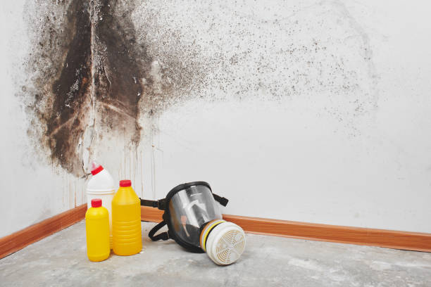 Best Toxic Mold Removal  in Oconto, WI