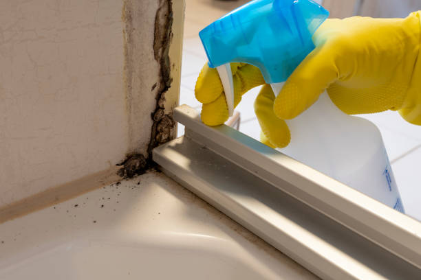 Best Mold Damage Repair  in Oconto, WI
