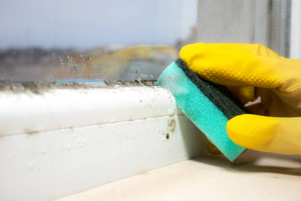Best Black Mold Removal  in Oconto, WI