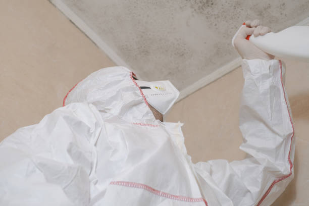 Attic Mold Removal in Oconto, WI
