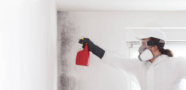 Best Mold Testing  in Oconto, WI