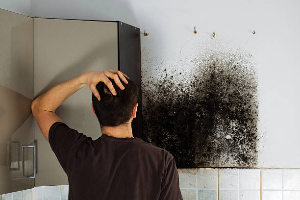 Best Residential Mold Removal  in Oconto, WI
