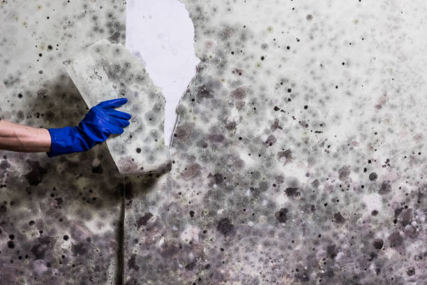Best Home Mold Removal  in Oconto, WI