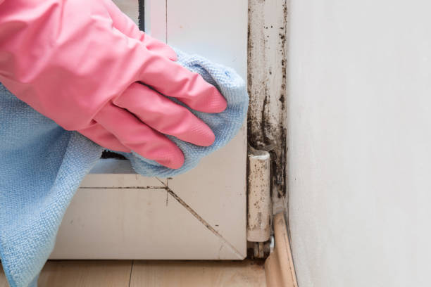 Best Commercial Mold Removal  in Oconto, WI