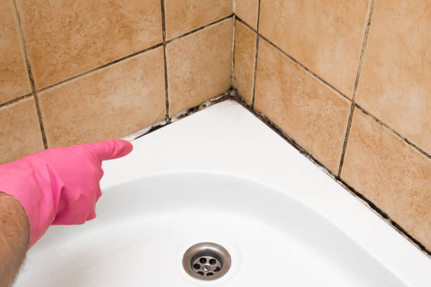 Best Professional Mold Removal  in Oconto, WI